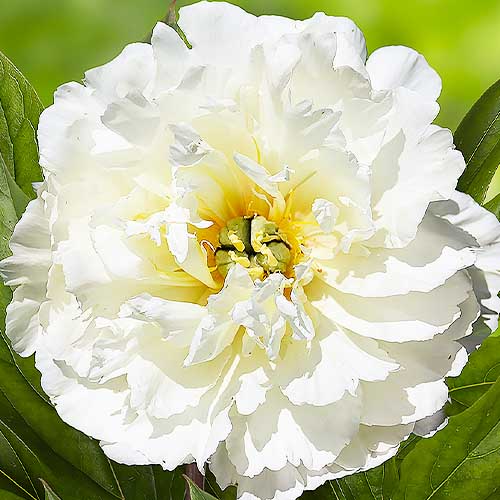 Peony White Emperor (itoh ) For Sale Online In Eu Directly From Holland 