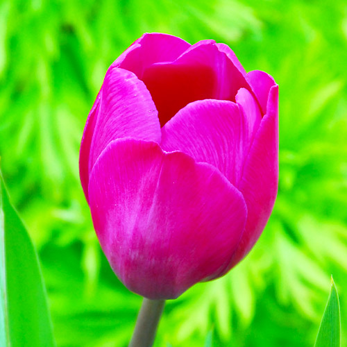 Tulip Blue Beauty Order online in EU directly from Holland in 2022