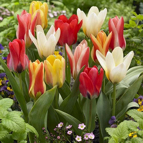 Tulip Foster Mix for Sale online in EU directly from Holland in 2022