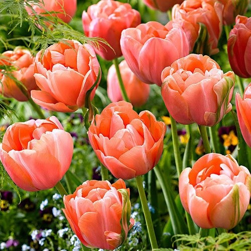 Tulip Menton Exotic Order online in EU directly from Holland in 2022