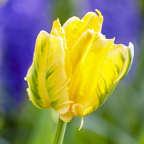 Tulip Texas Gold Order online in EU directly from Holland in 2022