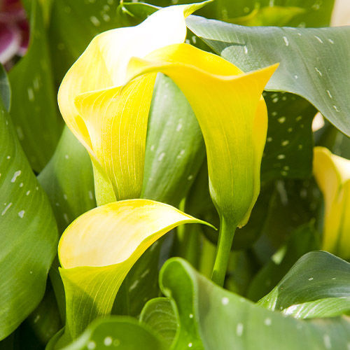 Zantedeschia (Calla) Summer Sun for Sale online in EU directly from ...